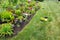 Planting yellow celosia in a colourful garden