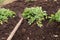 Planting a young celandine in the fresh land in the spring.