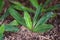 Planting young culantro on soil - plantation vegetable culantro leaves plants agriculture , Sawtooth coriander