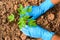 Planting a young papaya tree