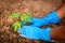 Planting a young papaya tree