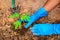 Planting a young papaya tree