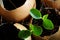 Planting of young papaya tree in used egg shell