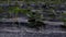 Planting young strawberry seedlings in a greenhouse under a black film