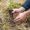 Planting young trees in the forest after devastating blaze and drought