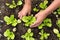 Planting young vegetable