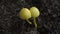 Plantpot dapperling (Leucocoprinus birnbaumii) is known as the yellow toadstool