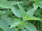 Plants background - Nettle