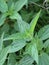 Plants background - Nettle