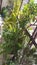 Plants on a balcony bathes in sunlight in Buenos Aires