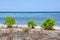 Plants on the beach, Gili Meno, Indonesia