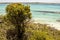 Plants on the Beautiful Kangaroo Island coastline, South Australia
