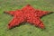 Plants of a begonia of ever flowering in the form of a red star on a lawn