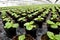 Plants being cultivated in a hothouse