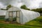 Plants being grown inside a polytunnel