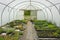 Plants being grown inside a polytunnel