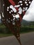 Plants Blossoming during Rain in Hanalei on Kauai Island in Hawaii.