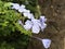 Plants Blossoming during Rain in Hanalei on Kauai Island in Hawaii.