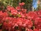 Plants Blossoming in Spring at Madison Square Park in Manhattan, New York, NY.