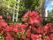 Plants Blossoming in Spring at Madison Square Park in Manhattan, New York, NY.