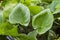 Plants Calla palustris in June