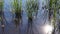 Plants in calm river in sunny day