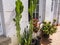 Plants on Casemates Square on the Rock of Gibraltar at the entrance to the Mediterranean Sea