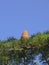 Plants. Cedrus libani. Cedar of Lebanon