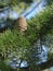 Plants. Cedrus libani. Cedar of Lebanon