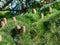 Plants. Cedrus libani. Cedar of Lebanon