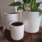 Plants in clay pots painted white with marble for home and garden decoration