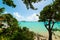 Plants and clear water in La Datcha beach in Guadeloupe