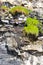 Plants on a cliff face