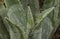 Plants: Close up of spikey leaves of Agave, Agave Americana AKA Maguey or the Century Plant. 21