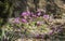 Plants: Close up of striking pink flowers of Alpine Cyclamen. 1