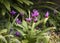 Plants: Close up of striking pink flowers of Alpine Cyclamen. 2