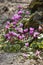 Plants: Close up of striking pink flowers of Alpine Cyclamen. 4