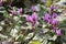 Plants: Close up of striking pink flowers of Alpine Cyclamen. 6