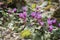 Plants: Close up of striking pink flowers of Alpine Cyclamen. 7