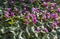 Plants: Close up of striking pink flowers of Alpine Cyclamen. 9