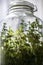 Plants in a closed glass bottle. Terrarium jar small ecosystem