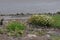 Plants on the coast