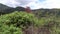 Plants on coast of Fuxian Lake on background landscape of mountain and fog.