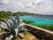 Plants and Coastline around Wataluma