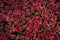 Plants of Coleus Blumei, top view. Coleus foliage background