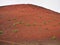 Plants colonising the red oxidised surface of Montana Colorado volcano, Lanzarote