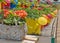 Plants in colorful watering cans