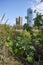 Plants of the Costanera Sur Ecological Reserve and buildings of Puerto Madero