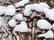 Plants covered with snow, southern Bohemia