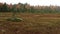 Plants of Cricenti Bog in central New Hampshire.